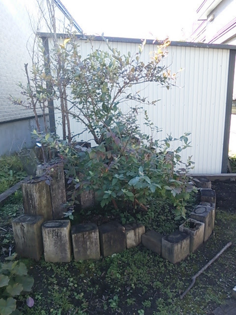 ブルーベリーのなどの庭の植物に雪囲いをしました ガーデニング初心者の雪国 My Garden