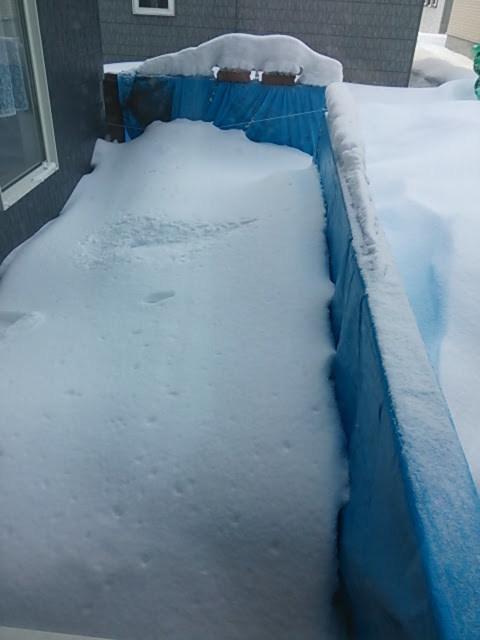 ウッドデッキの雪対策 ブルーシートをかけました ガーデニング初心者の雪国 My Garden